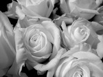 Белые розы-беззащитны шипы...
