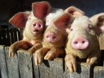эпидемия африканской свиной чумы в Беларуси