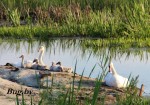 Лебединая семья на отдыхе